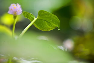 探秘西安桂花迟迟不开的背后原因