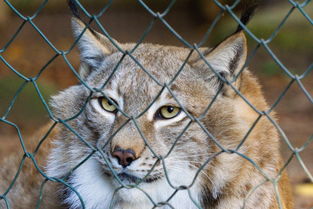 全球大熊猫圈养种群数量突破757只，守护珍稀国宝的里程碑